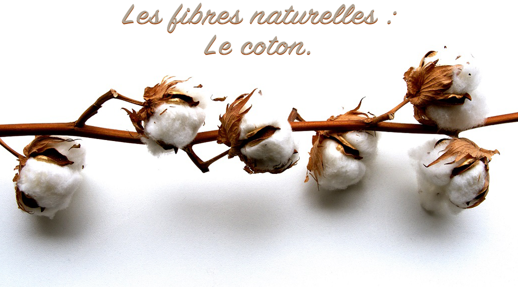 Les fibres naturelles : Le coton